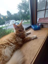Lost Female Cat last seen Near Garnet Rd. Billerica, MA, Billerica, MA 01821