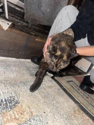 Found/Stray Female Cat last seen mount read blvd and legion circle, Rochester, NY 14616