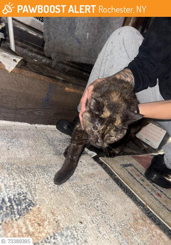 Found/Stray Female Cat last seen mount read blvd and legion circle, Rochester, NY 14616