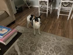 Found/Stray Female Dog last seen Greenville Hwy and Boyd Dr, Flat Rock, NC 28731