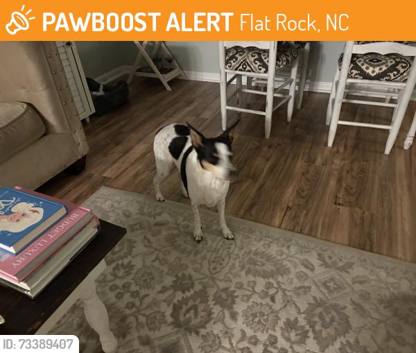 Found/Stray Female Dog last seen Greenville Hwy and Boyd Dr, Flat Rock, NC 28731