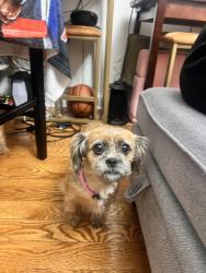 Found/Stray Female Dog last seen Family dollar, Schenectady, NY 12309