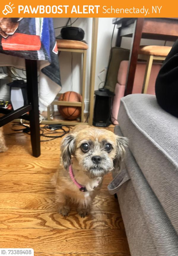 Found/Stray Female Dog last seen Family dollar, Schenectady, NY 12309