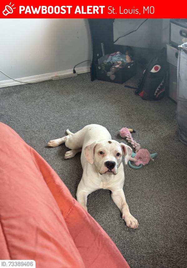 Lost Female Dog last seen Grand street 2 streets over from jack in the box, St. Louis, MO 63116