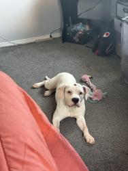 Lost Female Dog last seen Grand street 2 streets over from jack in the box, St. Louis, MO 63116