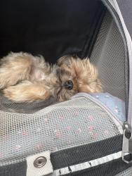 Reunited Female Dog last seen Cupido’s, City of Orange, NJ 07050