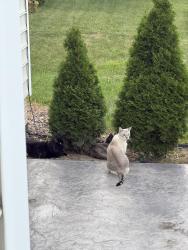 Lost Female Cat last seen Caribou street, Delaware, OH 43015