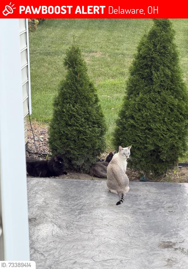Lost Female Cat last seen Caribou street, Delaware, OH 43015