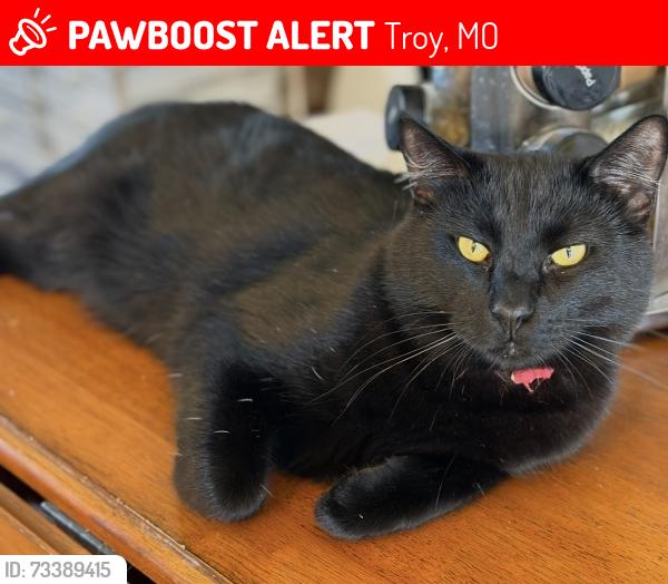 Lost Male Cat last seen Sleepy Hollow and nottingham, Troy, MO 63379