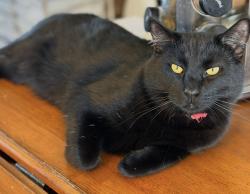 Lost Male Cat last seen Sleepy Hollow and nottingham, Troy, MO 63379