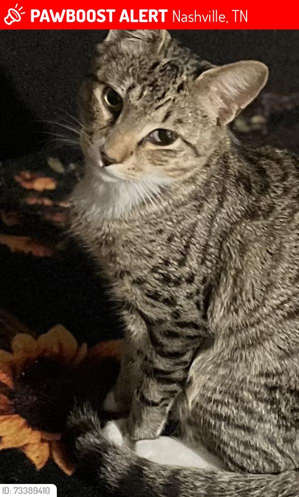 Lost Female Cat last seen Madison Vomunnity Center, Nashville, TN 37115
