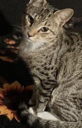 Lost Female Cat last seen Madison Vomunnity Center, Nashville, TN 37115