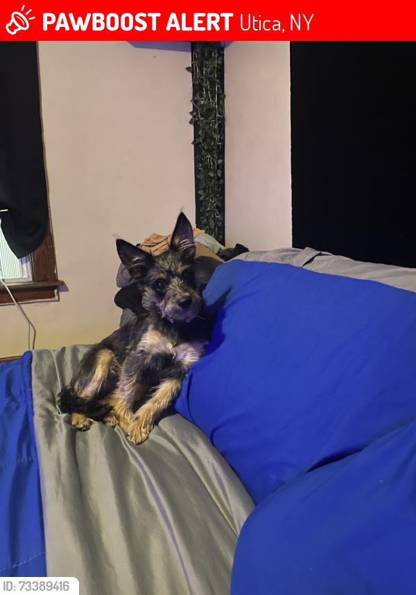 Lost Female Dog last seen ash and lenox, Utica, NY 13502