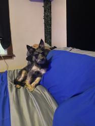 Lost Female Dog last seen ash and lenox, Utica, NY 13502