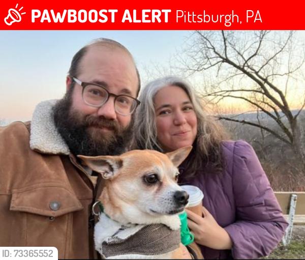 Lost Male Dog last seen Biddle and Trenton, Pittsburgh, PA 15221