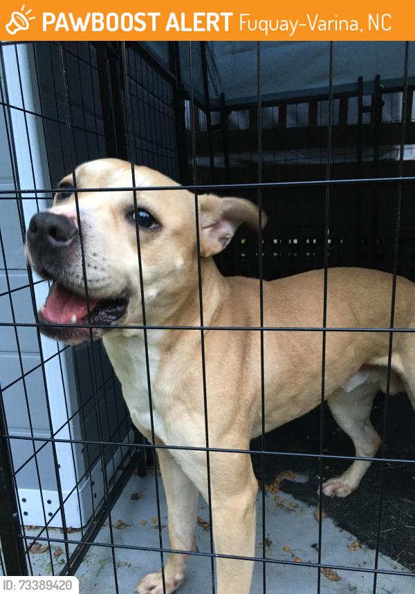 Found/Stray Male Dog last seen Exxon Gas Station, Fuquay-Varina, NC 27526