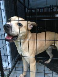 Found/Stray Male Dog last seen Exxon Gas Station, Fuquay-Varina, NC 27526