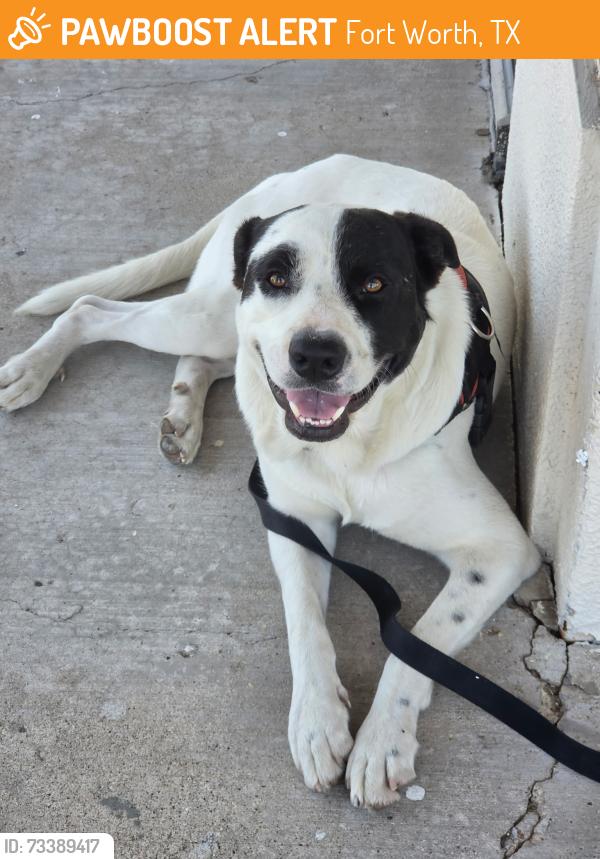 Found/Stray Male Dog last seen Sherwin Williams at Alta Mere & Cherry Ln, Fort Worth, TX 76116