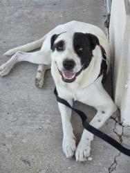 Found/Stray Male Dog last seen Sherwin Williams at Alta Mere & Cherry Ln, Fort Worth, TX 76116