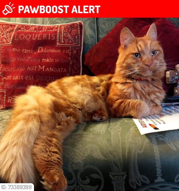 Lost Male Cat last seen High Street, Greater London, England TW12 2SJ