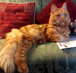 Lost Male Cat last seen High Street, Greater London, England TW12 2SJ