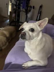 Lost Female Dog last seen 67th and Glendale Ave, Glendale, AZ 85303