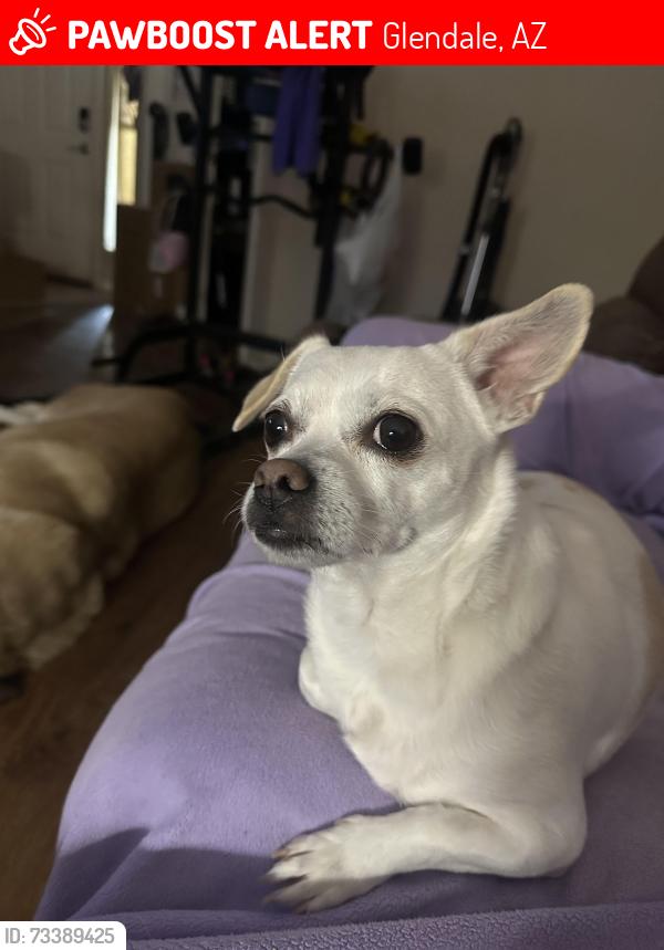Lost Female Dog last seen 67th and Glendale Ave, Glendale, AZ 85303