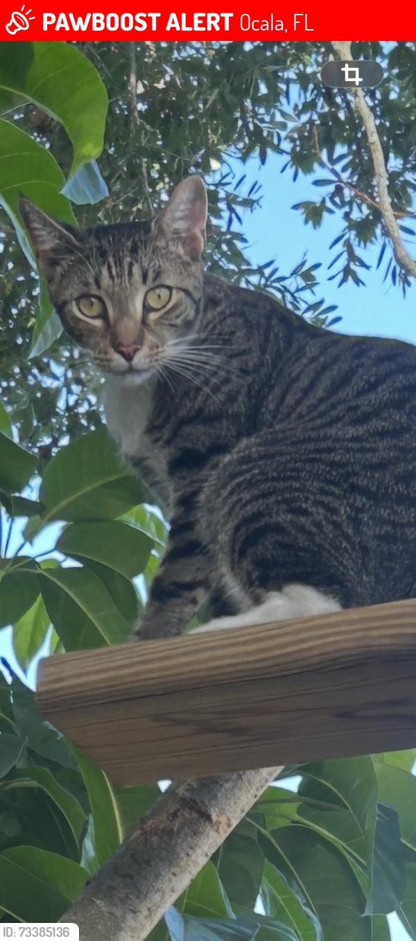 Lost Male Cat last seen Tuscawilla park near skateboard park around 8 pm, Ocala, FL 34471