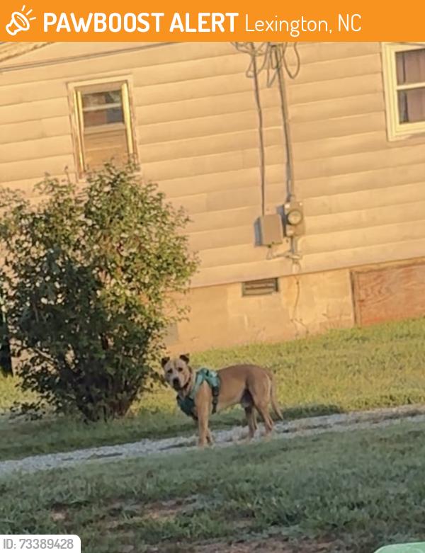 Found/Stray Male Dog last seen Tyro school rd by library, Lexington, NC 27295