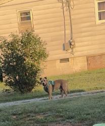 Found/Stray Male Dog last seen Tyro school rd by library, Lexington, NC 27295