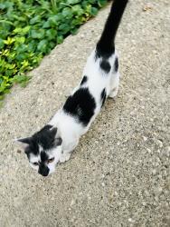 Found/Stray Unknown Cat last seen Comer ave, Indianapolis, IN 46203