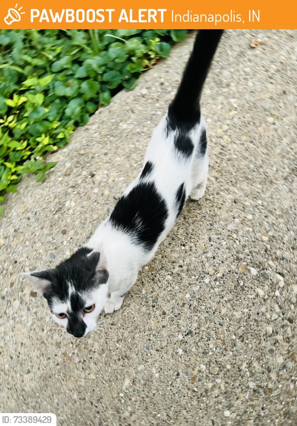 Found/Stray Unknown Cat last seen Comer ave, Indianapolis, IN 46203