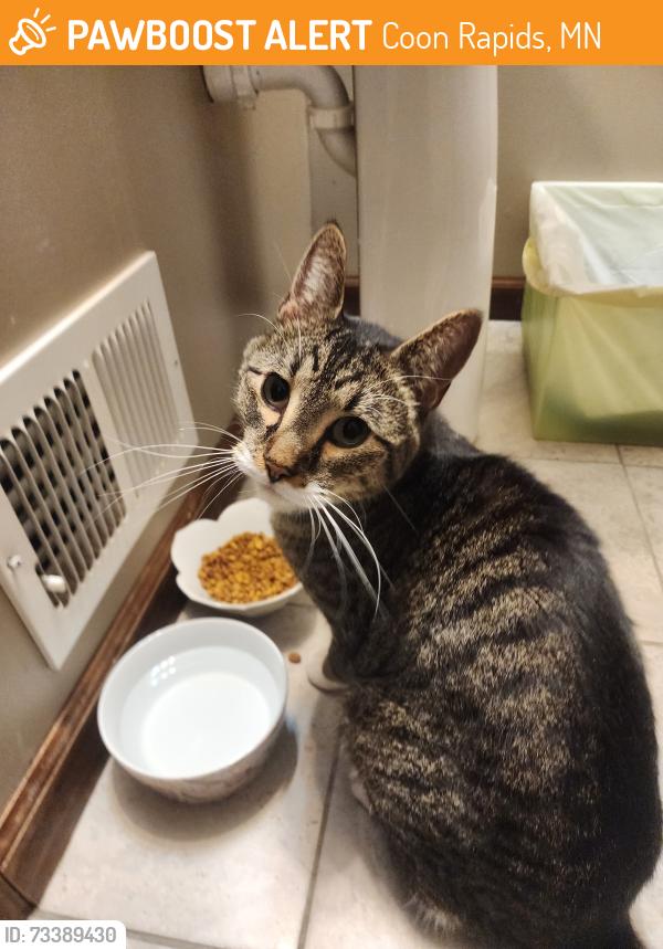 Found/Stray Female Cat last seen Coon Rapids High School, Coon Rapids, MN 55433