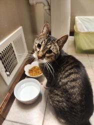 Found/Stray Female Cat last seen Coon Rapids High School, Coon Rapids, MN 55433