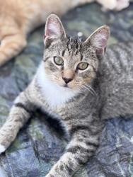 Found/Stray Male Cat last seen Mad River Rd, Montgomery County, OH 45459