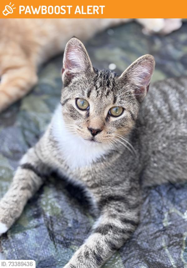 Found/Stray Male Cat last seen Mad River Rd, Montgomery County, OH 45459