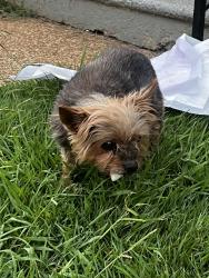 Found/Stray Male Dog last seen On Houston st, Florence, AL 35630