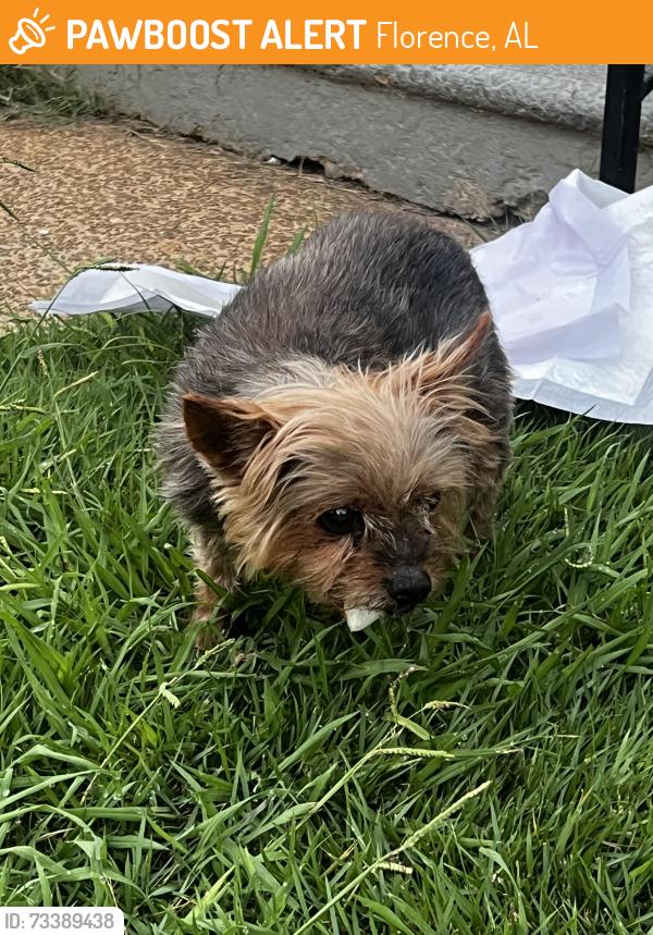Found/Stray Male Dog last seen On Houston st, Florence, AL 35630