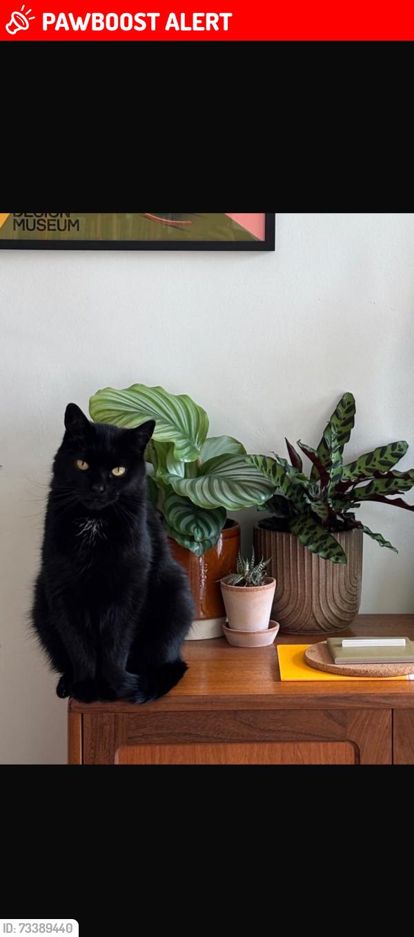 Lost Male Cat last seen Airlie Street, Glasgow City, Scotland 