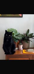 Lost Male Cat last seen Airlie Street, Glasgow City, Scotland 