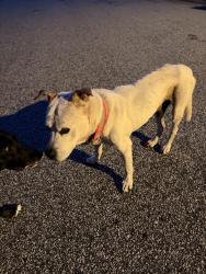 Found/Stray Male Dog last seen Near kavanagh Ct Greenville, 29611, Berea, SC 29611