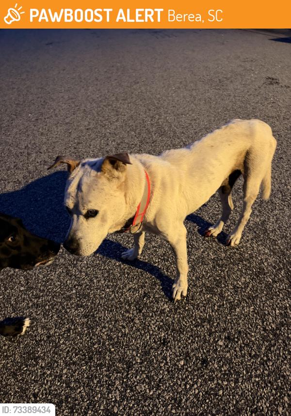 Found/Stray Male Dog last seen Near kavanagh Ct Greenville, 29611, Berea, SC 29611