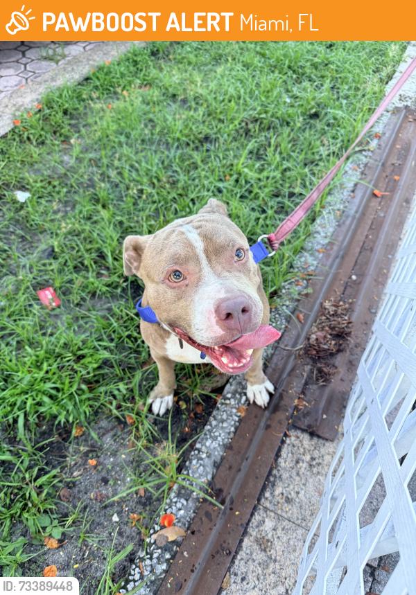 Found/Stray Female Dog last seen Near dominican park. Found outside my hse, Miami, FL 33142