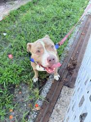 Found/Stray Female Dog last seen Near dominican park. Found outside my hse, Miami, FL 33142