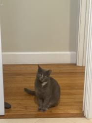 Reunited Female Cat last seen 51st Street and Spruce Ave, West Palm Beach, FL 33407