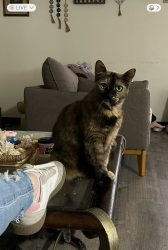 Lost Female Cat last seen View mont east apmts, Port Orchard, WA 98366