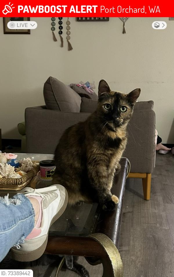 Lost Female Cat last seen View mont east apmts, Port Orchard, WA 98366