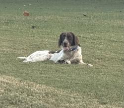 Found/Stray Unknown Dog last seen Ross Bridge, Hoover AL, Hoover, AL 35226
