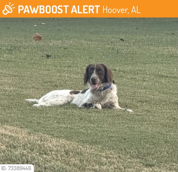Found/Stray Unknown Dog last seen Ross Bridge, Hoover AL, Hoover, AL 35226