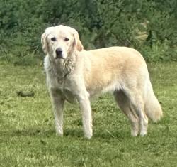 Found/Stray Male Dog last seen Falls Road + Conshohocken Ave, Fairmount Park, Philadelphia, PA 19131